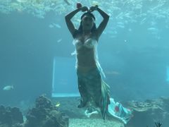 -涛·海底餐厅·美人鱼·自助餐·海底隧道(三亚海棠湾洲际度假酒店)
