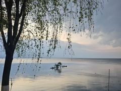 -野菌皇海景野生菌火锅(滨海大道店)