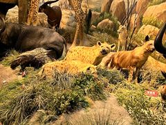 -陕西自然博物馆