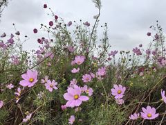 -西京湾花海