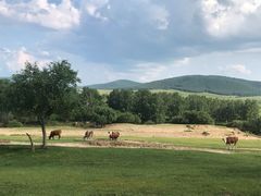 -乌兰布统景区-白桦林