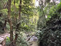 -莫里热带雨林景区