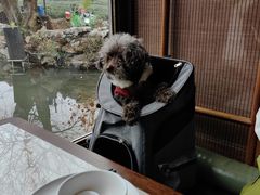-绿茶餐厅(龙井船宴· 品牌总店)