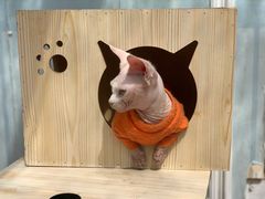 -猫小院猫主题咖啡厅(北锣店)