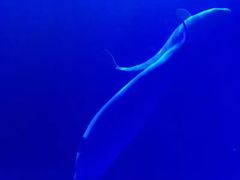 -多彩贵州城极地海洋世界