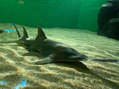 -上海海洋水族馆