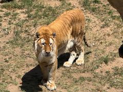 -西霞口神雕山野生动物世界