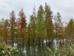 -白鹭湾湿地公园