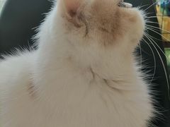 -平行世界·猫咖(首经贸店)