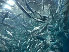-上海海洋水族馆