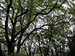 -武汉大学-樱园