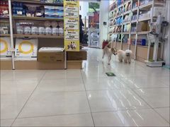 -翊宠yipet猫狗购宠庄园犬舍•猫舍