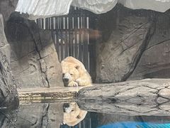 -海合安武汉极地海洋公园