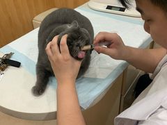 -菲丽丝宠物医院·24小时·猫科中心·免疫点(淮海分院)