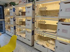 -柚子猫舍·精品猫舍购猫·猫咪认养·购宠·宠物店