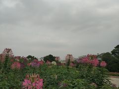 -松山湖梦幻百花洲