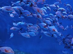 -成都浩海立方海洋公园