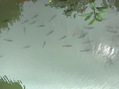 -洪霞餐馆