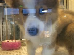-1013 PET SHOP 宠物商店(近铁城市广场店)