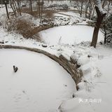 稻香村 大王饼
