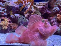 -暹罗海洋世界