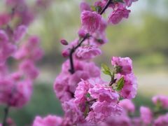 -朝阳公园