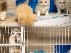-猫宠乐园·专业洗护