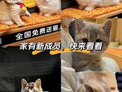 -欣宠猫屋·矮脚拿破仑·蓝金金渐层