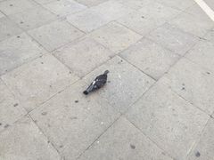 -大运河