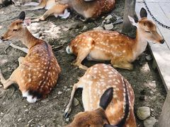 -奈良公园