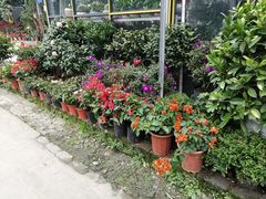 -金科花卉市场