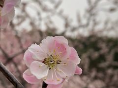 -无锡梅园公园