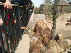 -石家庄市动物园