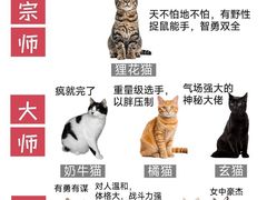 -Bastet sally猫舍购宠(静安店)