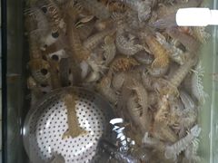 -春华海鲜城(广场西苑店)