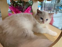 -瞄一喵猫咖(格力海岸店)