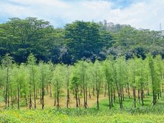 -番禺大夫山森林公园