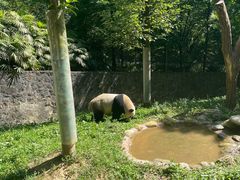 -都江堰中华大熊猫苑
