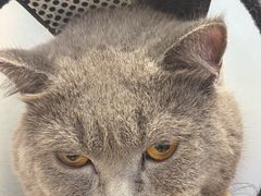 -创凡宠物医院·骨专科  猫科中心(西乡分院)