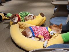 -逗柴咖啡屋·狗咖猫咖宠物桌游