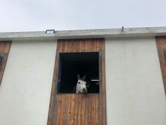 -枫露马术学院(藏书校区)