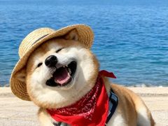 -北京派仕佳德动物医院·超导核磁·CT·神经科·骨科·内外科·急重症管理中心