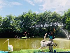 -广州长隆飞鸟乐园