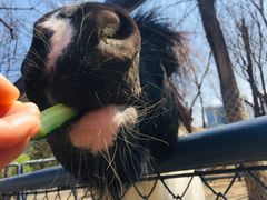 -长白岛森林公园