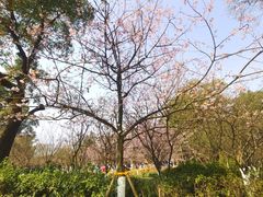-南山植物园