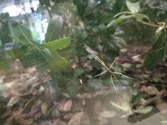 -上海昆虫博物馆