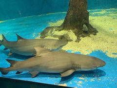 -秦皇岛新澳海底世界