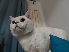 -瑞派宠物医院·犬猫全科·猫友好(宾水西道店)