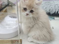 -糯米喵星人总部直营旗舰店·猫舍·幼猫出售