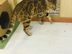 -猫和宫(六道口店)